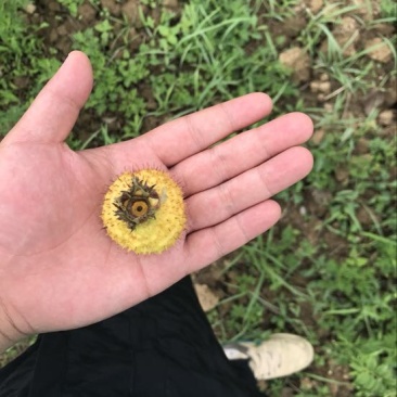 刺梨鲜