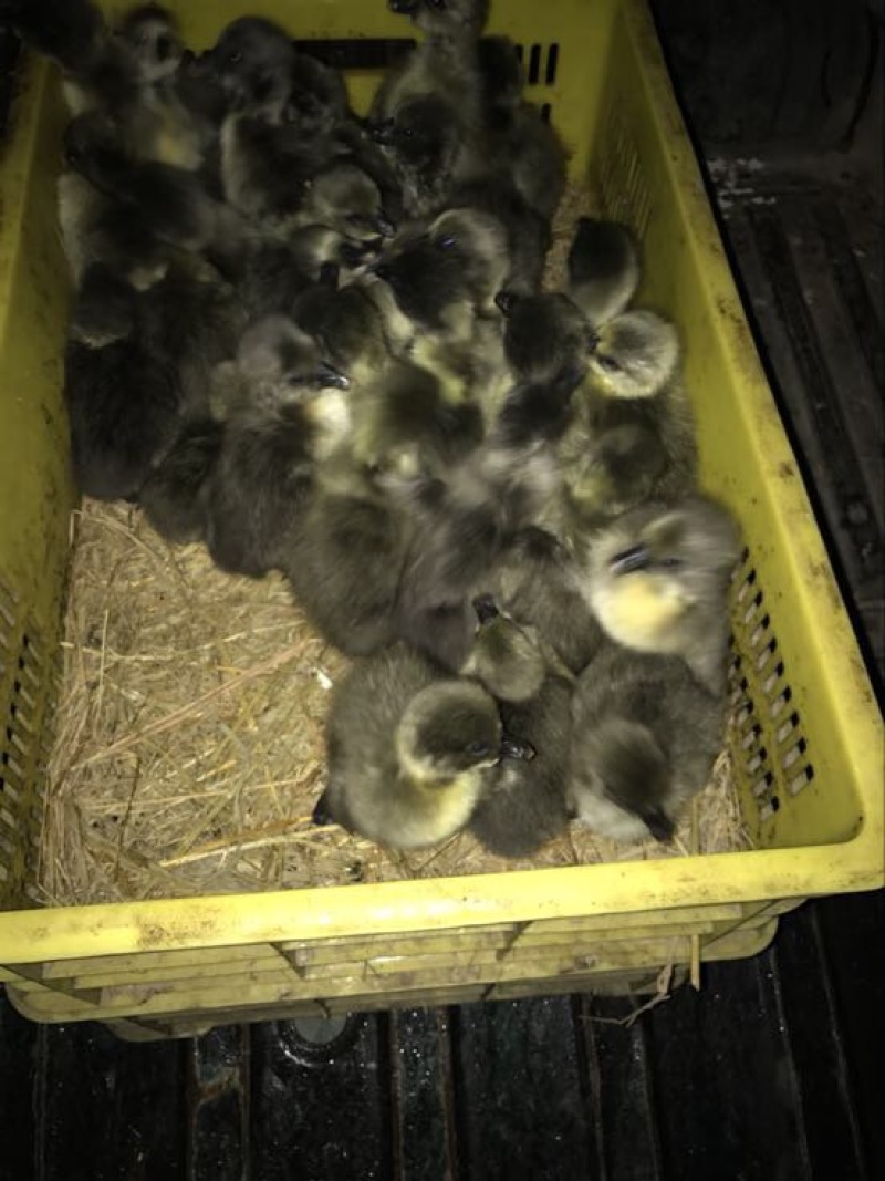 灰鹅肉鹅10~12斤