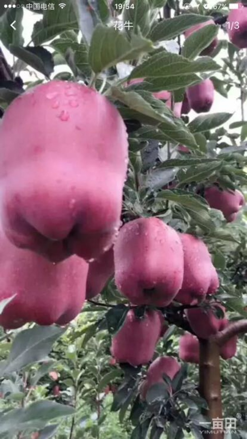 蛇果85mm以上膜袋