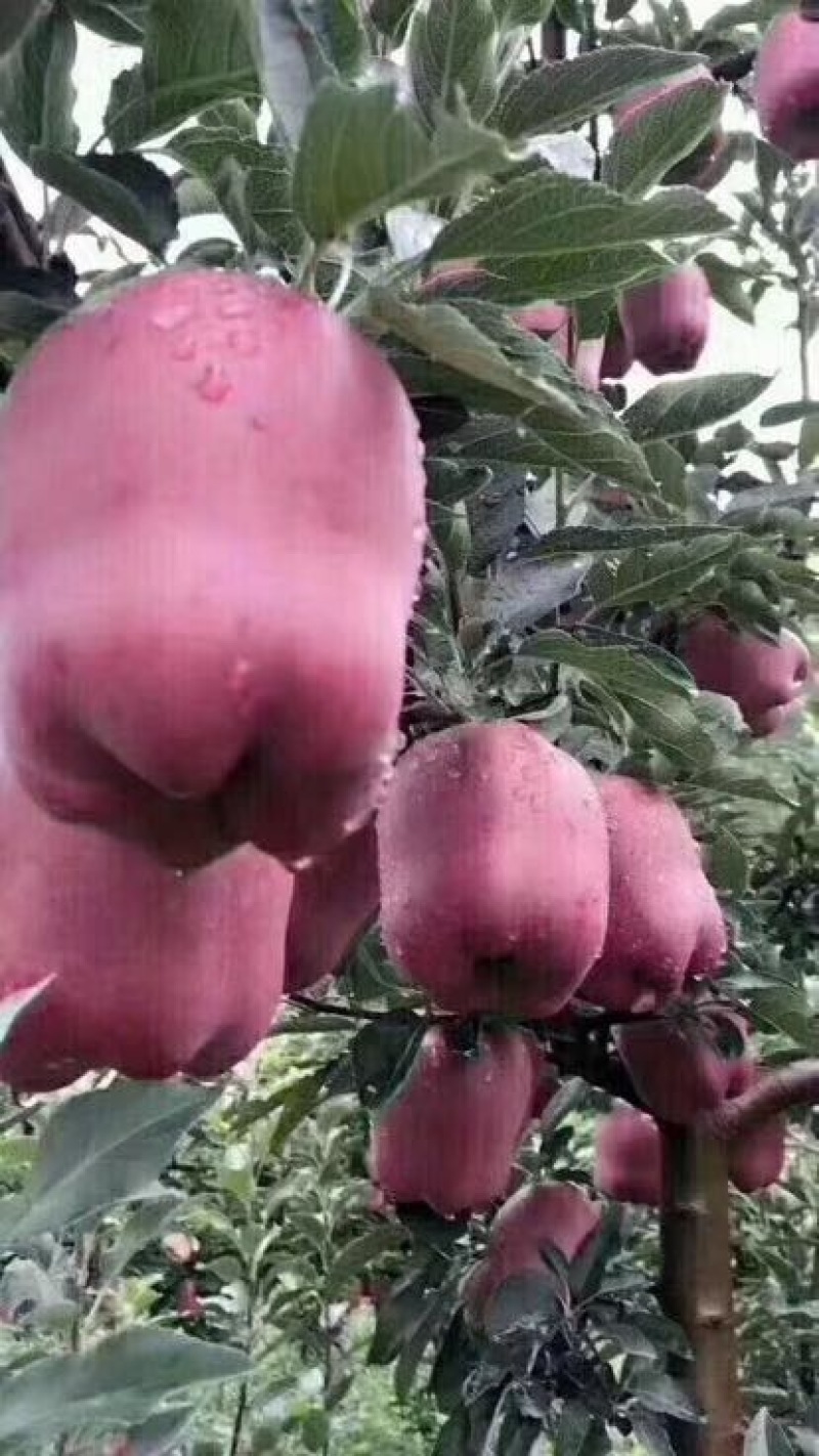 蛇果85mm以上膜袋