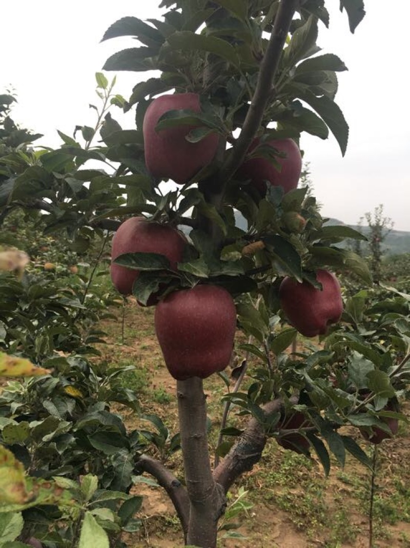 蛇果85mm以上膜袋