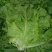 散叶生菜5两~6两