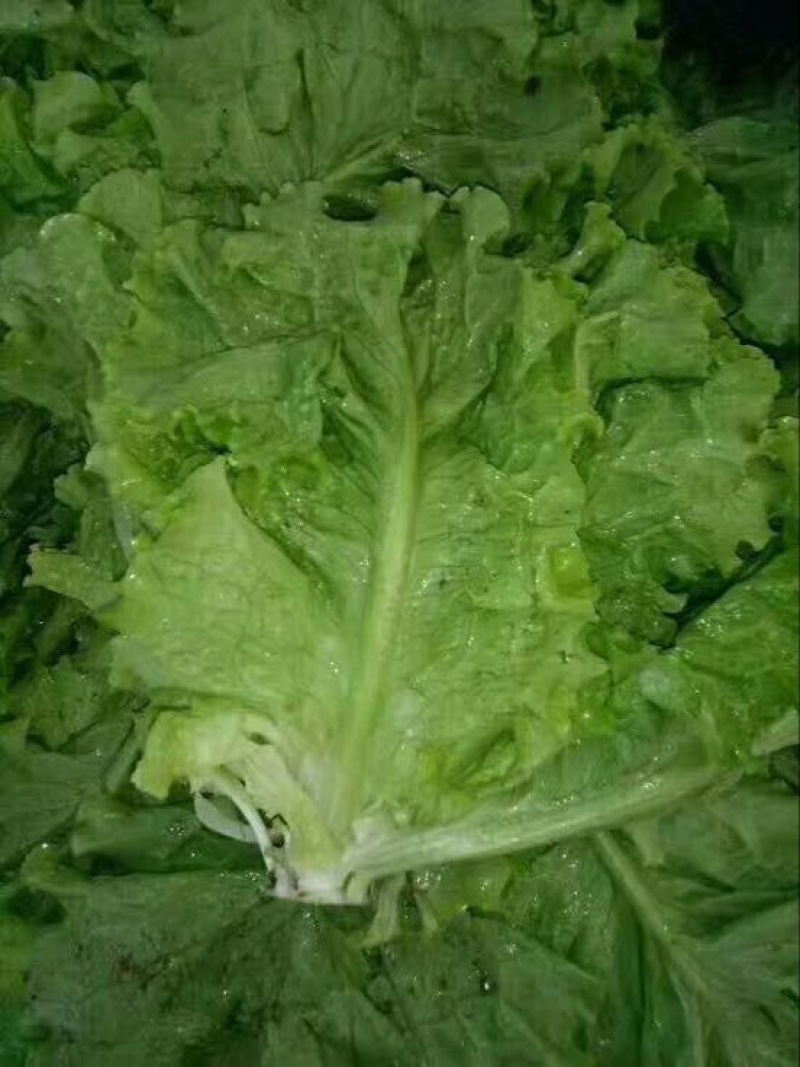 散叶生菜5两~6两
