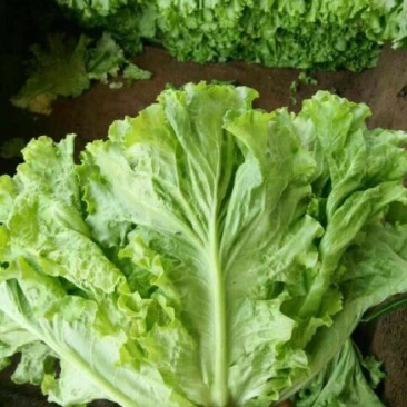 散叶生菜5两~6两