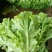 散叶生菜5两~6两
