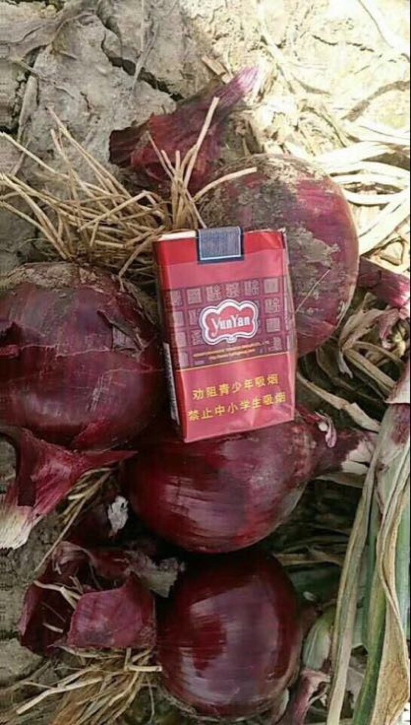 陕北定边紫皮洋葱黄皮洋葱大量有货质量很好