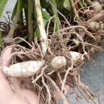 鲜白芨统货