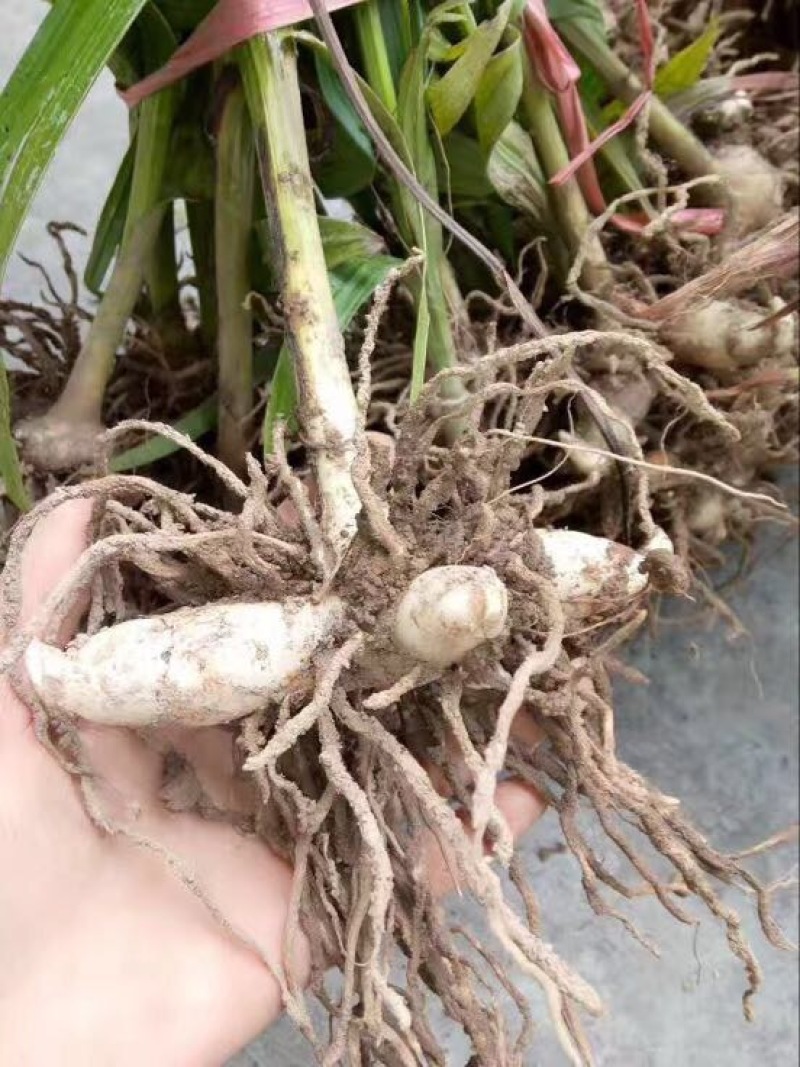 鲜白芨统货