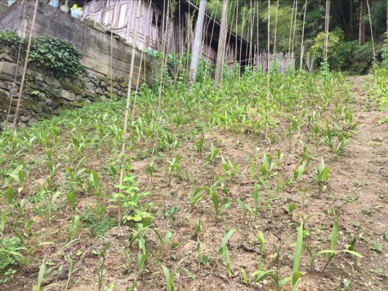 鲜白芨统货