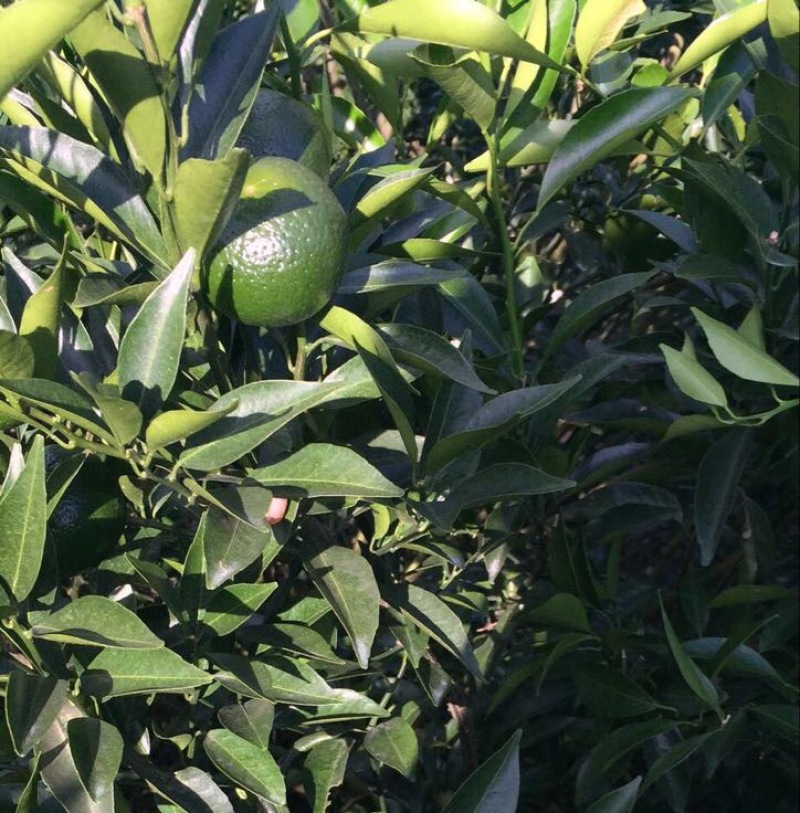柑普茶一级