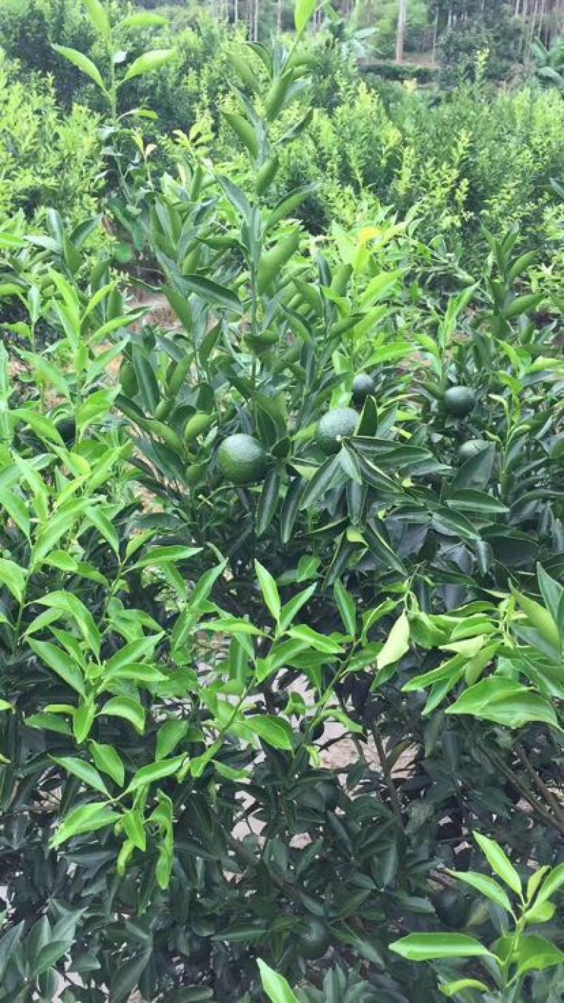 柑普茶一级