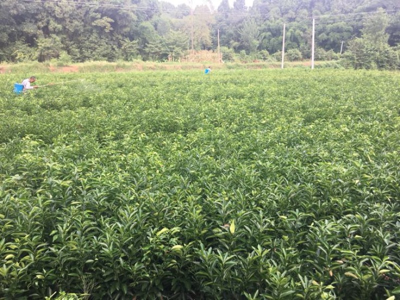 沃柑苗品质保证，签合同销售