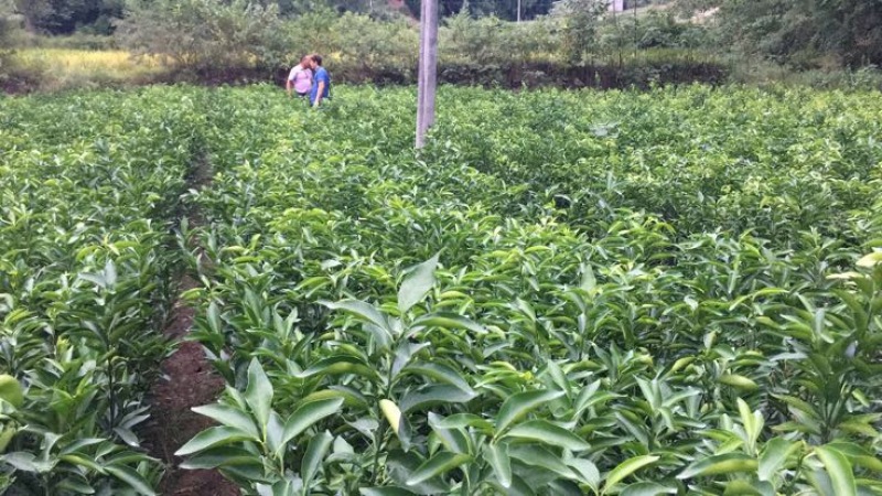 沃柑苗品质保证，签合同销售