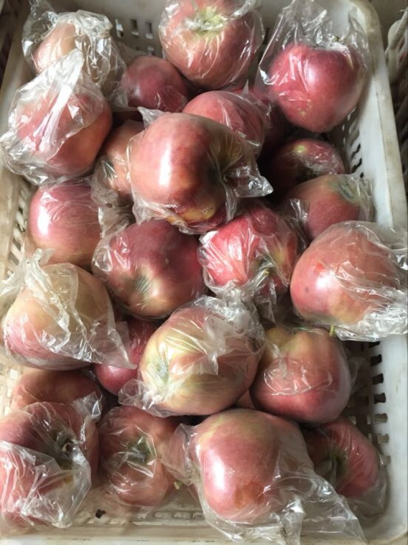 红星苹果大量走货供应中！货源充足，价格美丽！