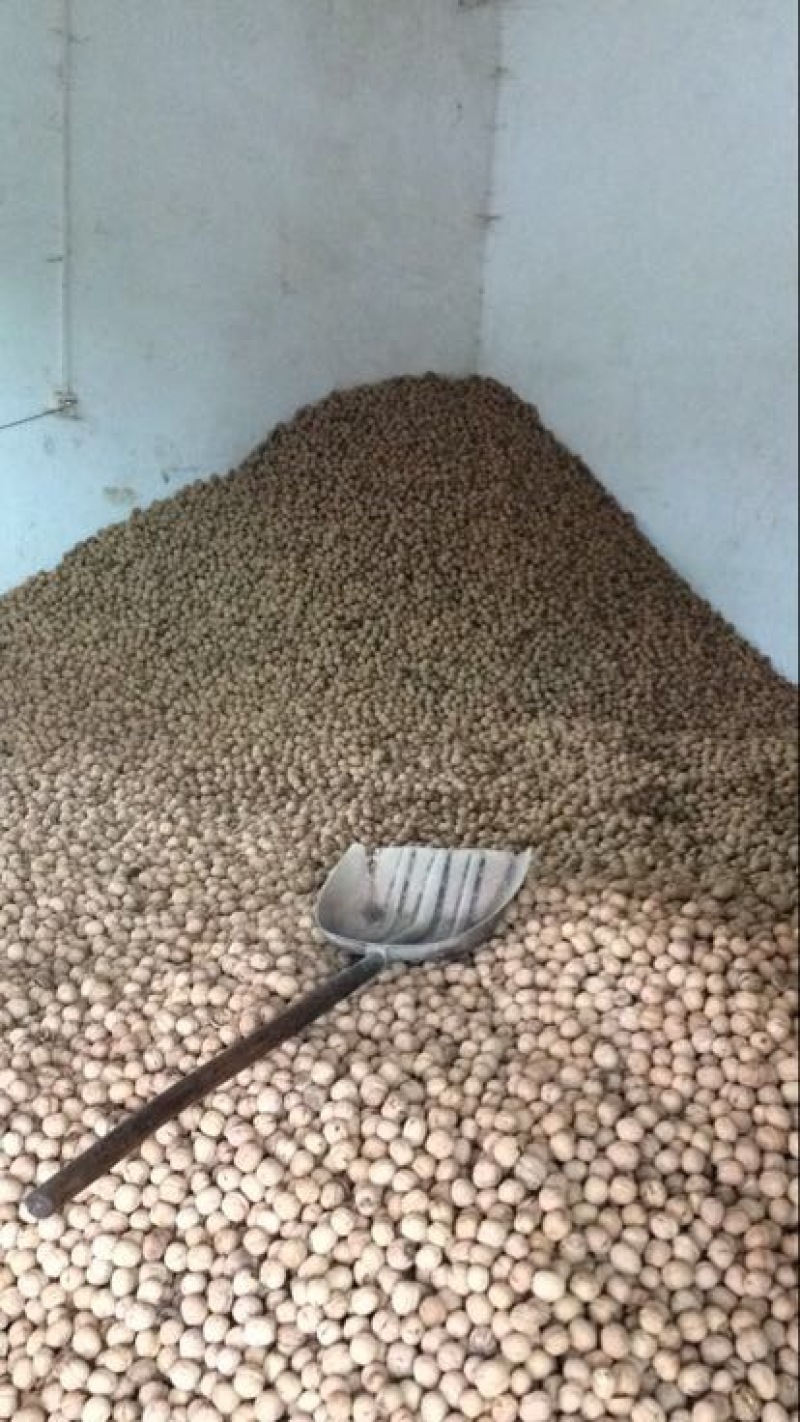薄皮核桃30mm以上去皮干