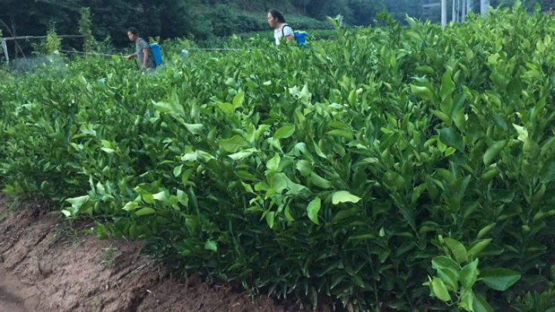 大雅柑1号柑桔苗品质保证，签合同销售