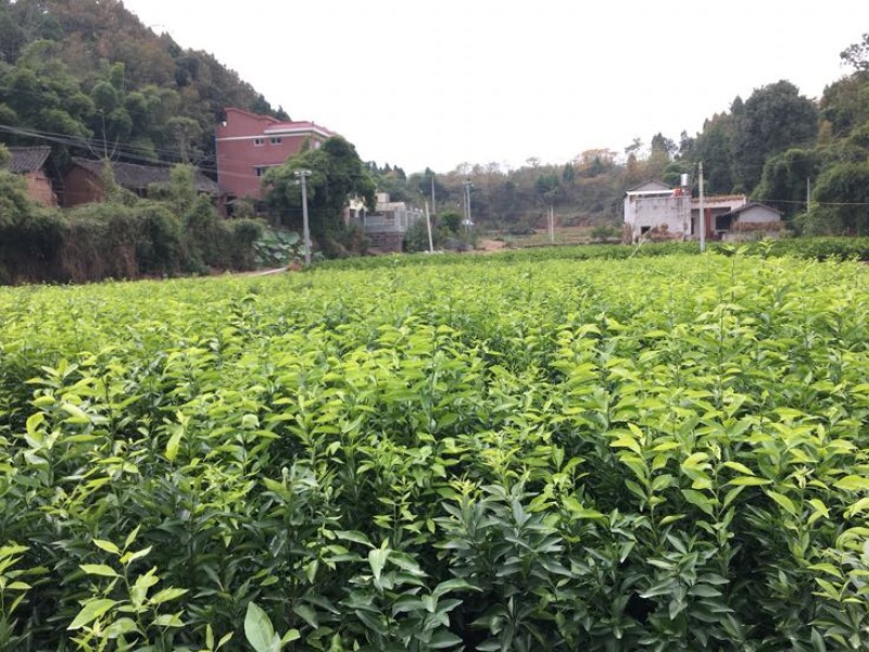大雅柑1号柑桔苗品质保证，签合同销售