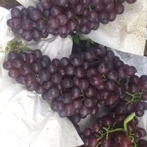 红宝石葡萄