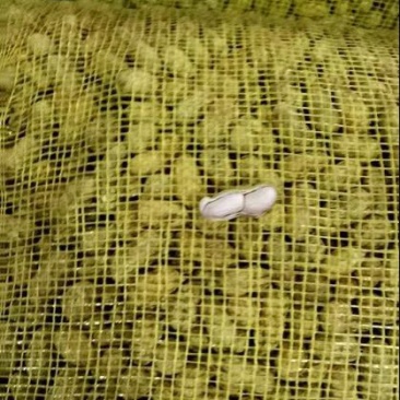 白沙系列鲜货带壳