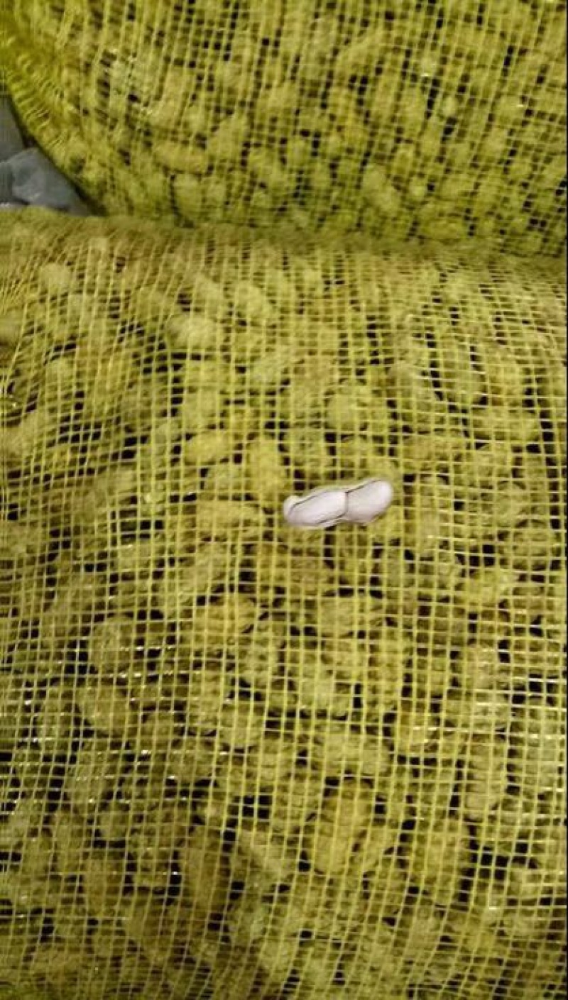 白沙系列鲜货带壳