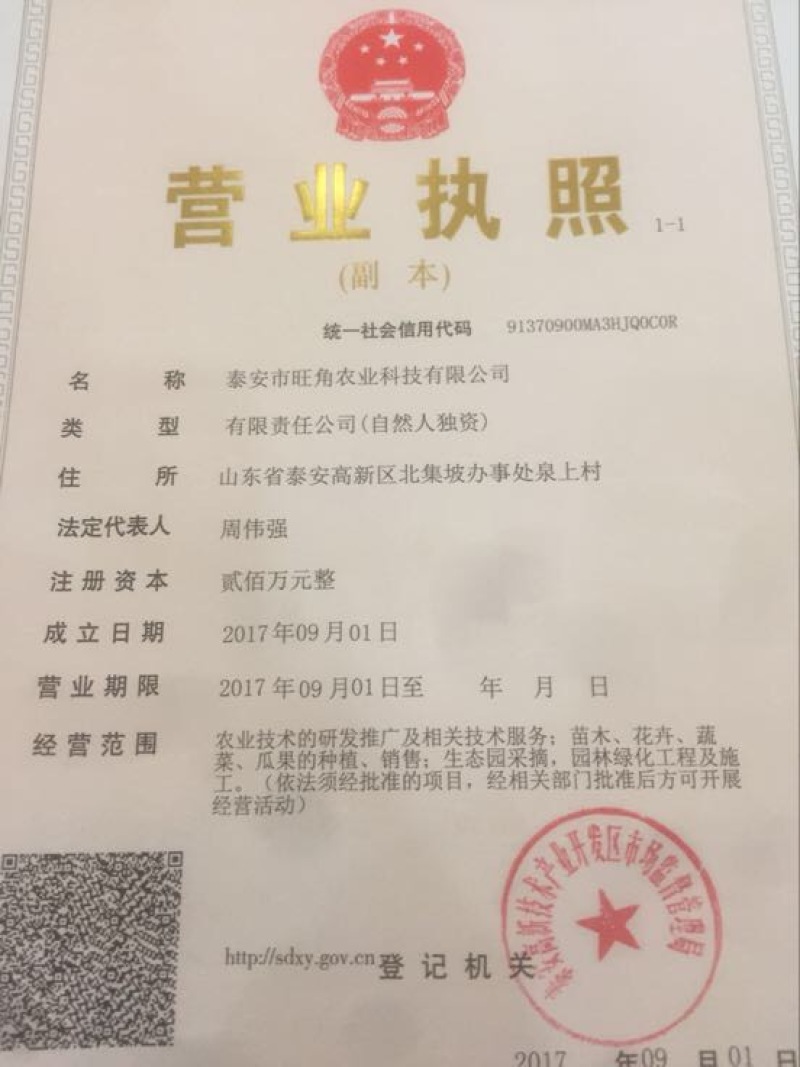 枸橘树30~50cm