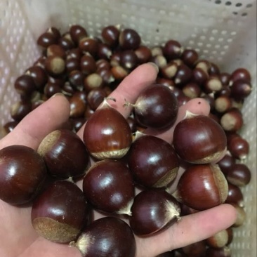 榛子特级