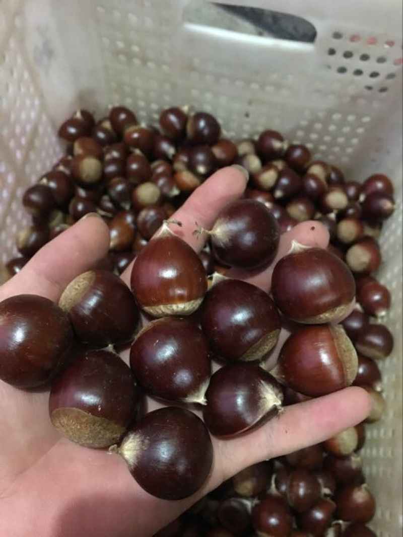 榛子特级