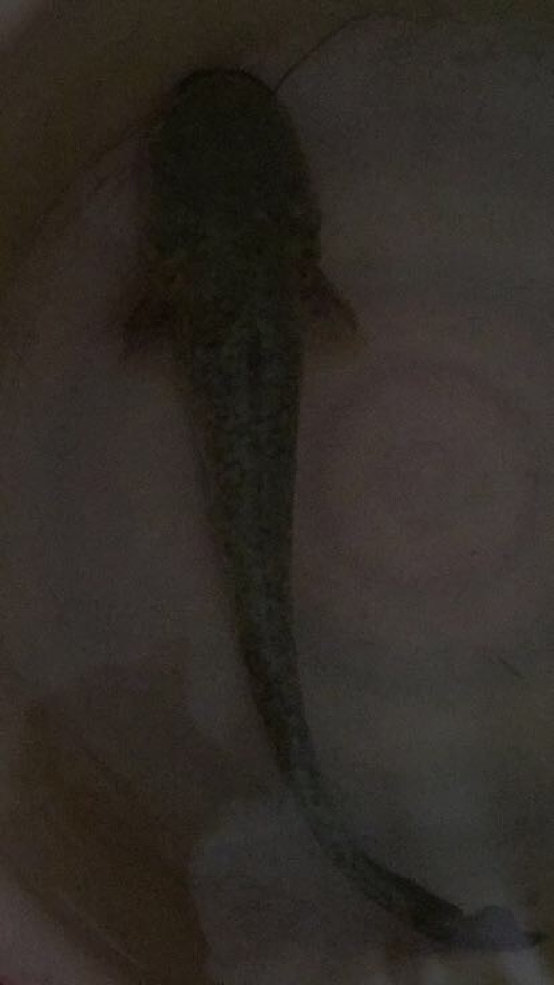 胡子鲶食用