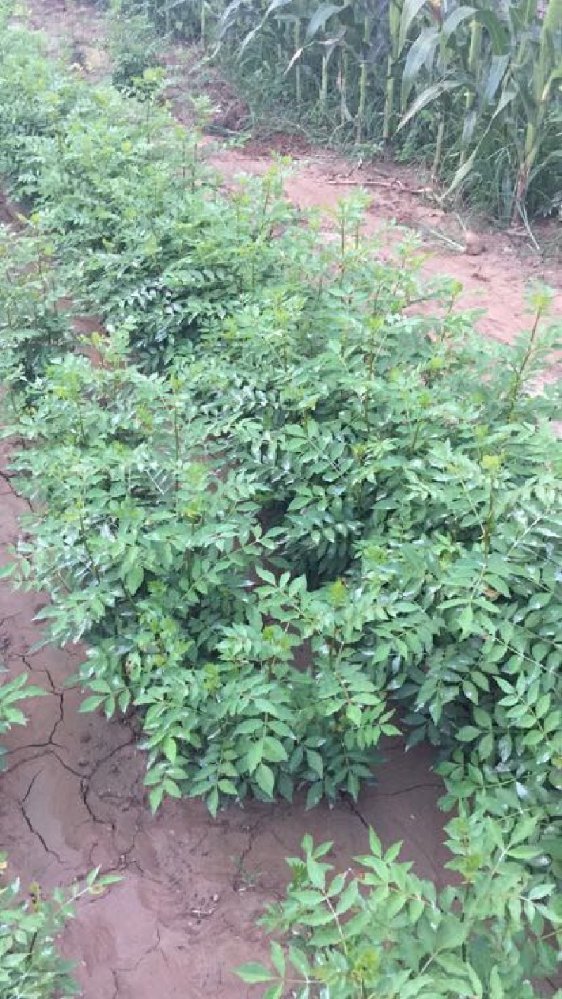 花椒苗0.5~1年
