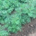 花椒苗0.5~1年
