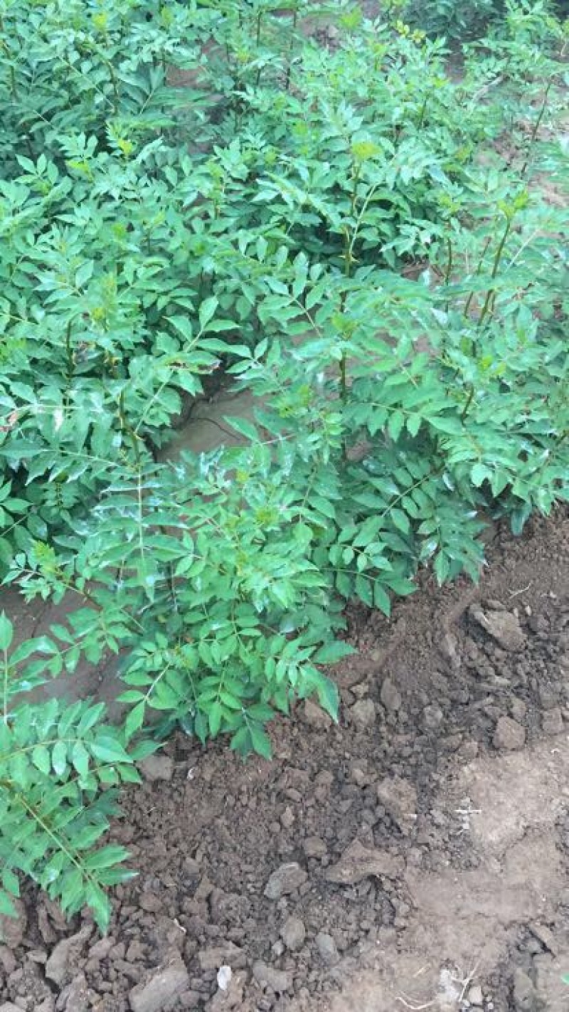 花椒苗0.5~1年