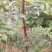 花椒苗0.5~1年