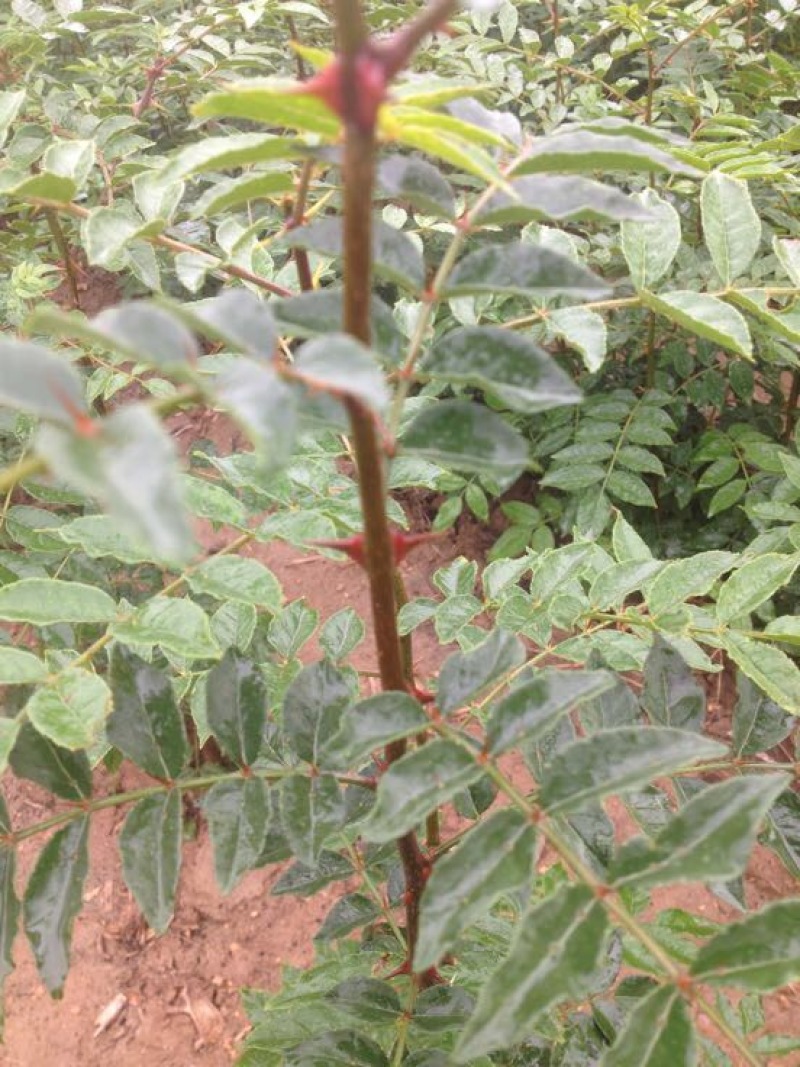 花椒苗0.5~1年