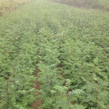 花椒苗1~2年