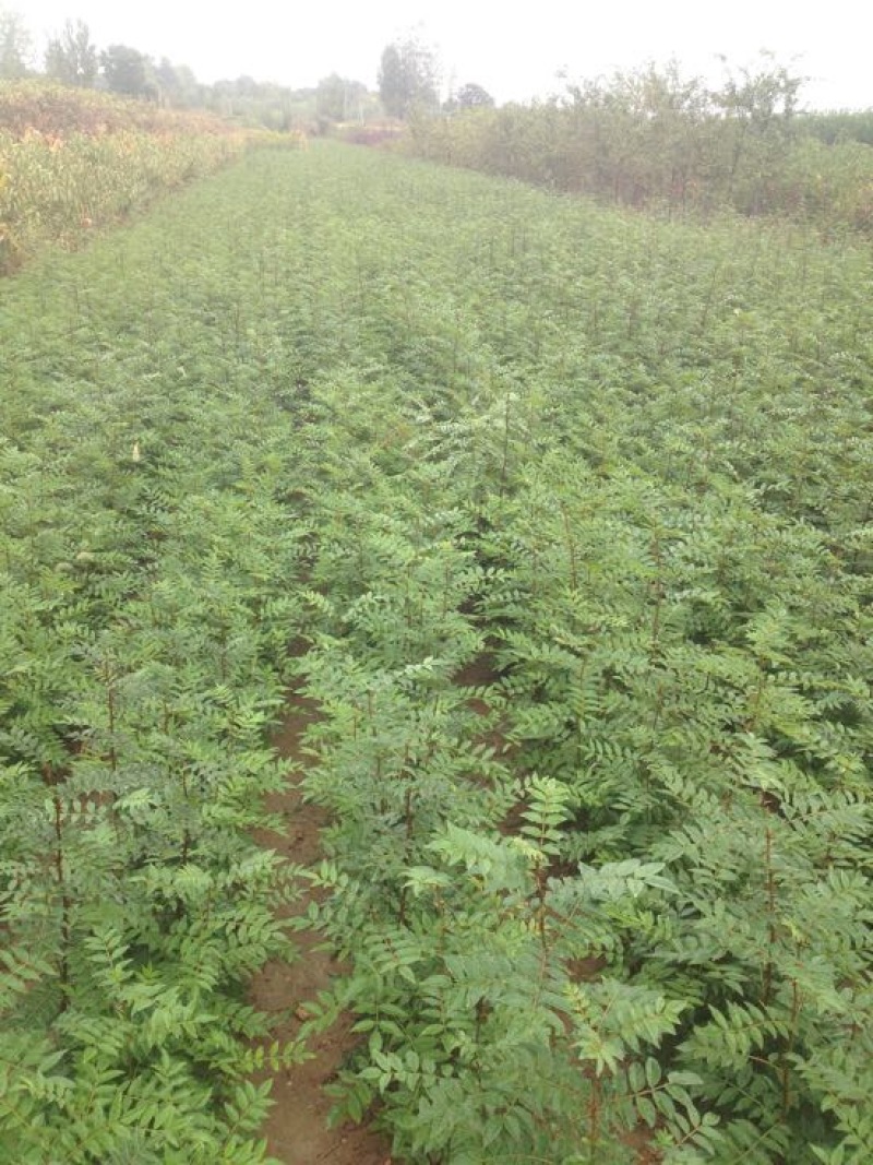 花椒苗1~2年