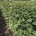 花椒苗1~2年