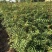 花椒苗1~2年