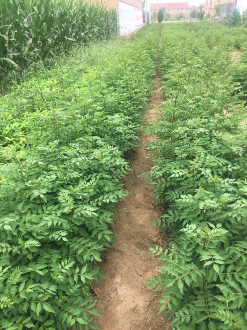 花椒苗1~2年