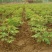 油牡丹苗10cm以下