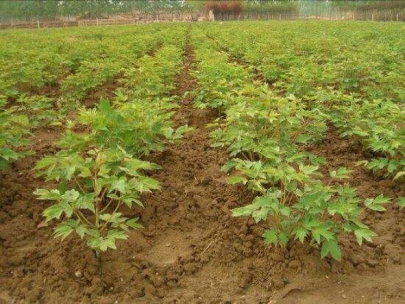 油牡丹苗10cm以下