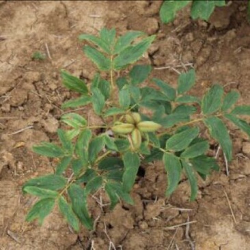 油牡丹苗10cm以下