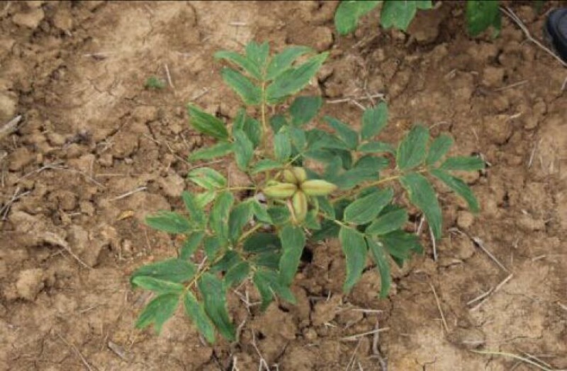 油牡丹苗10cm以下