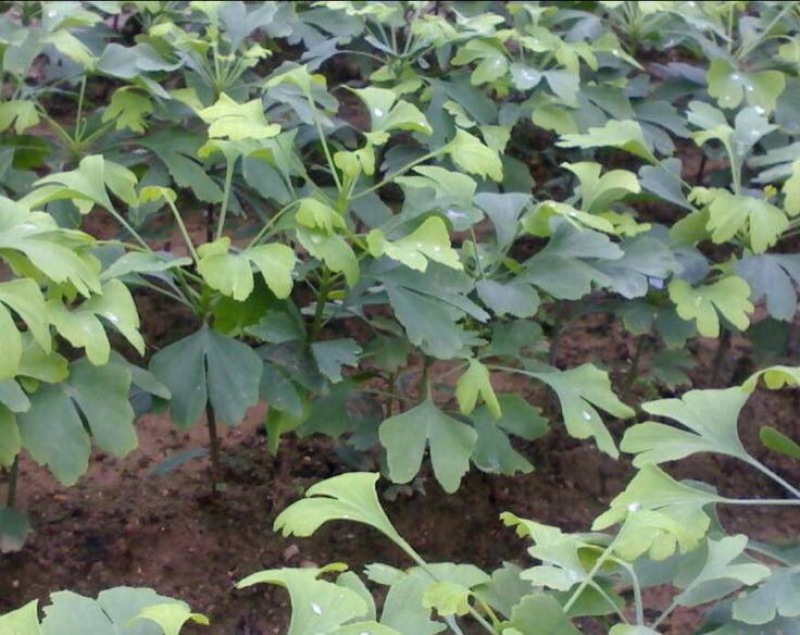 油牡丹苗10cm以下