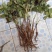 油牡丹苗10cm以下
