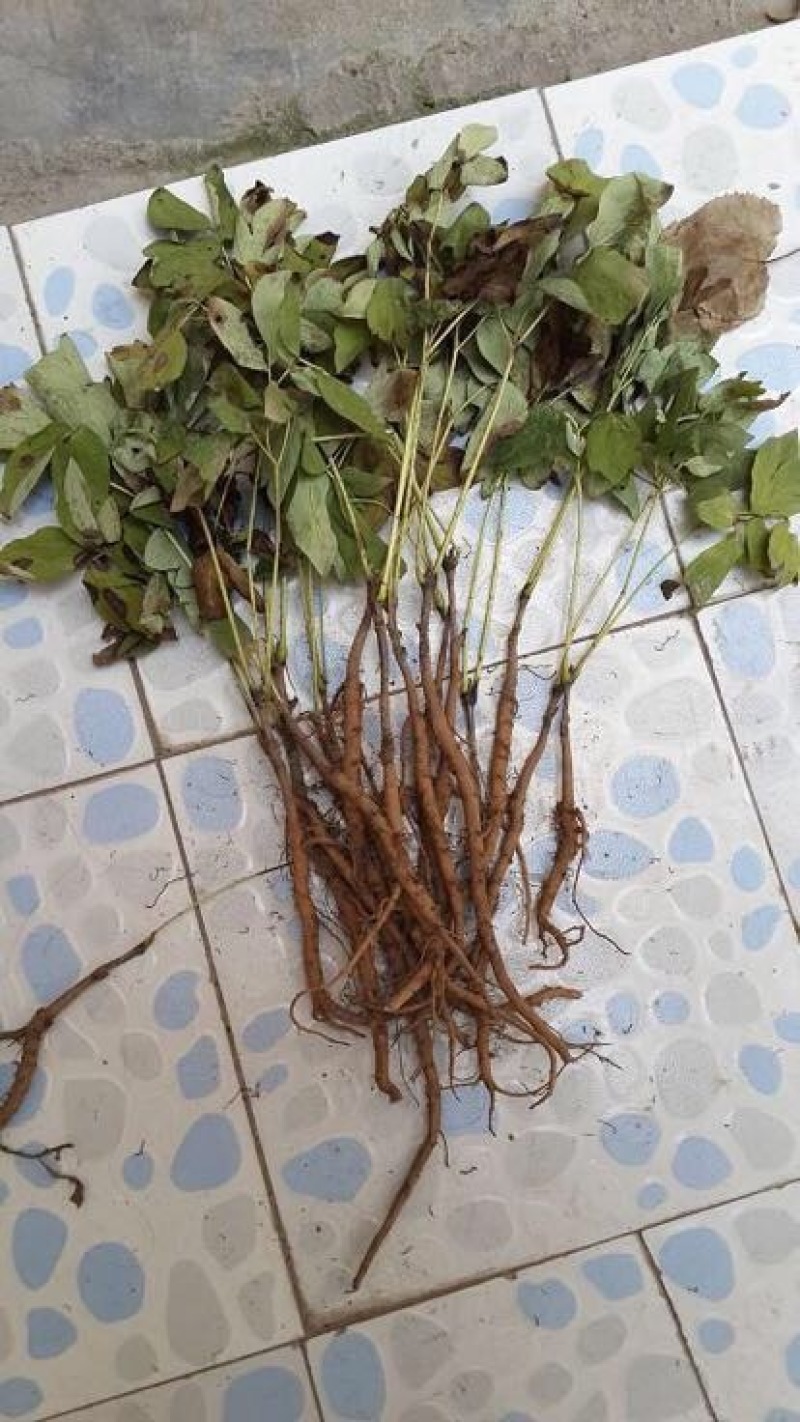 油牡丹苗10cm以下