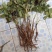油牡丹苗10cm以下