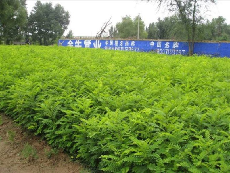 文冠果苗