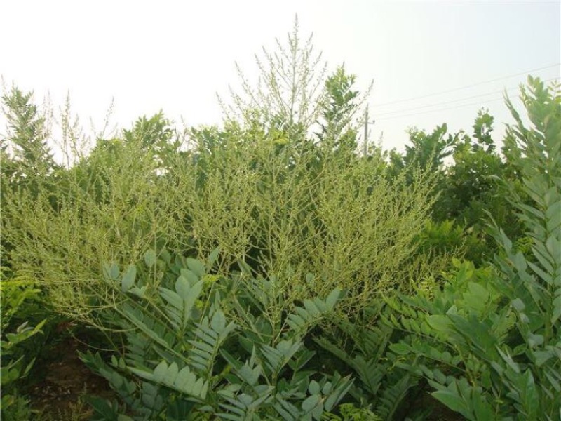 双季槐米苗50~60cm
