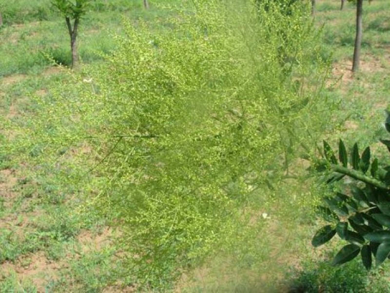 双季槐米苗50~60cm