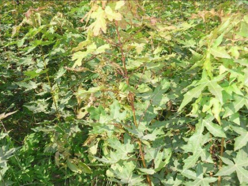五角枫苗30~40cm